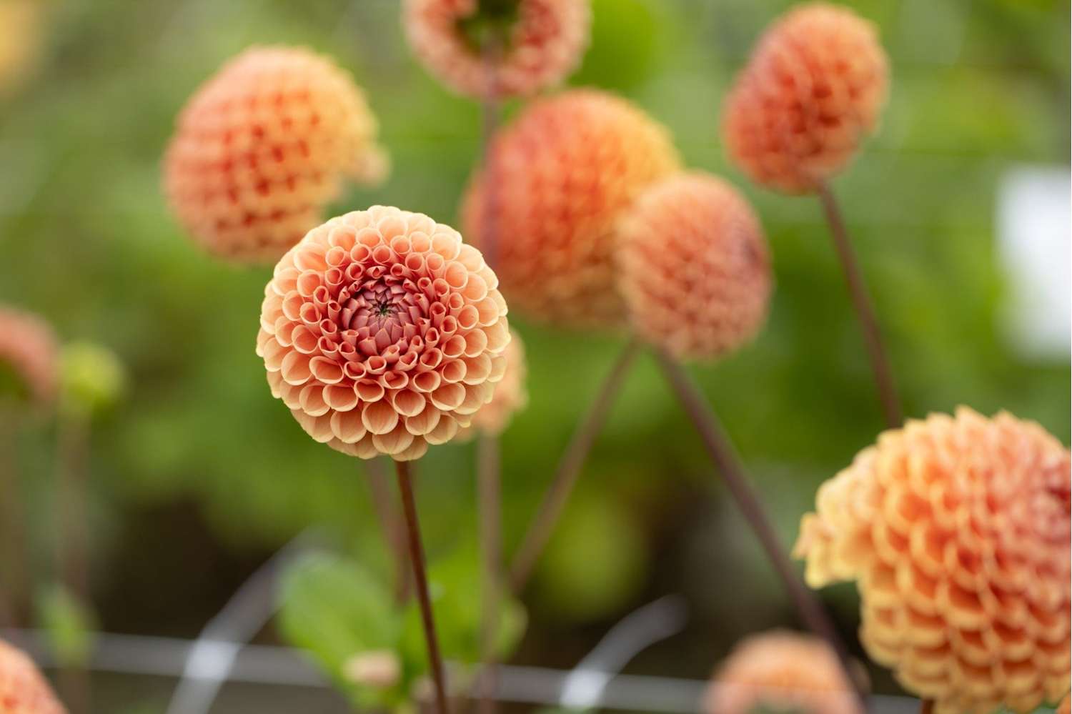 Dahlie 'Cornel Brons'